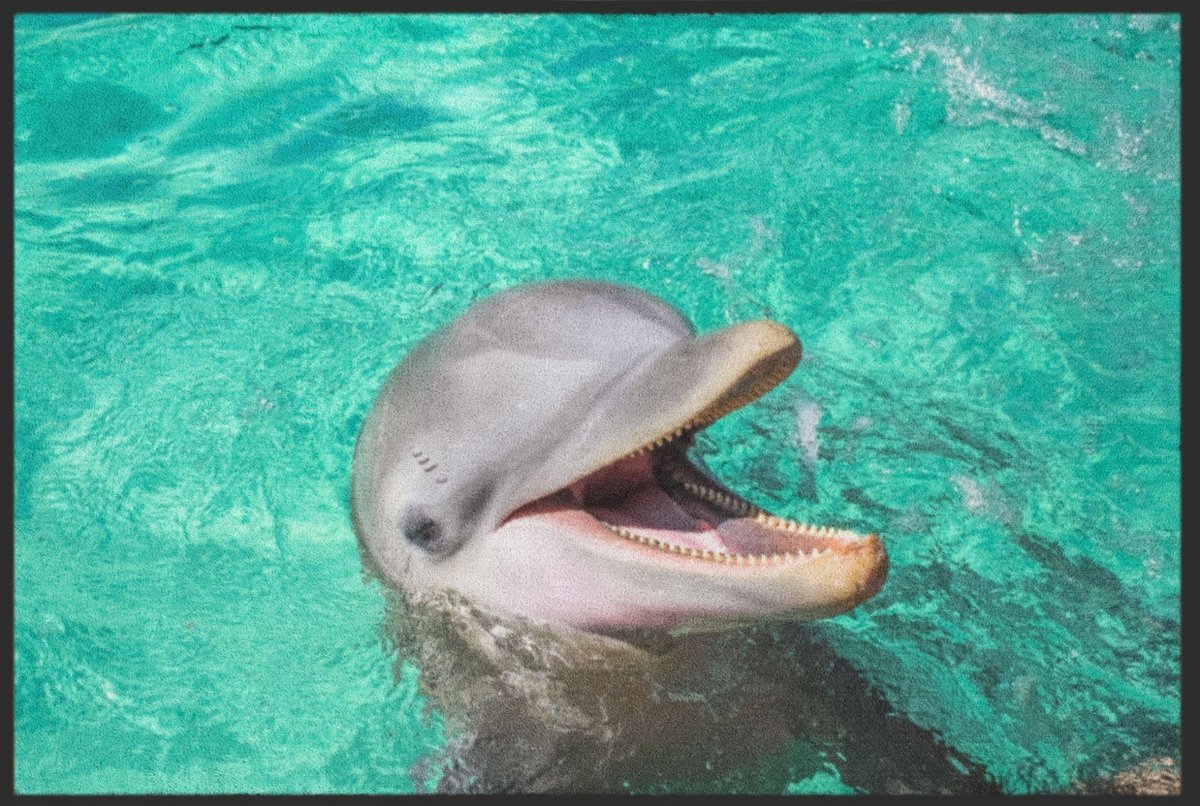 Fussmatte Delfin 6297