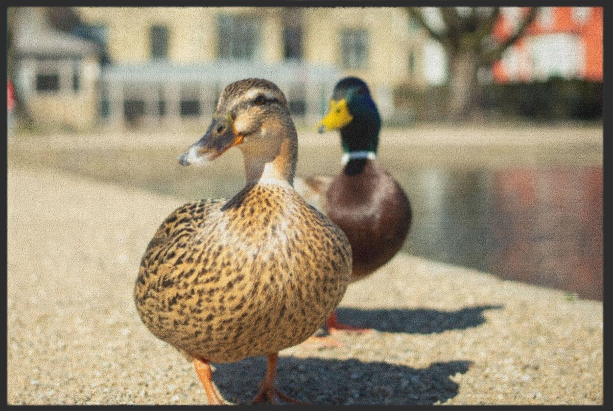 Fussmatte Enten 6246