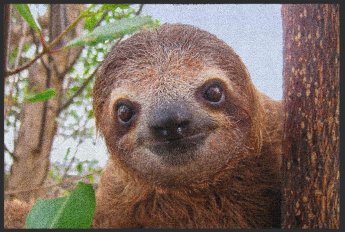 Fussmatte Faultier 4610