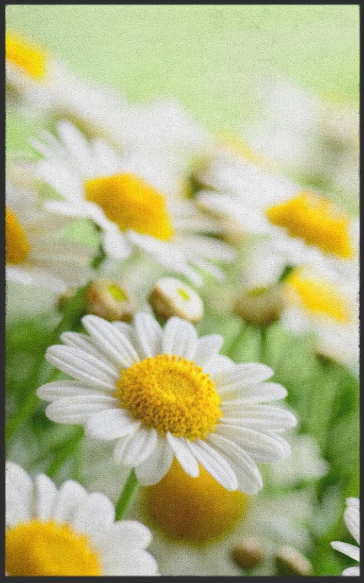 Fussmatte Gänseblümchen 7129
