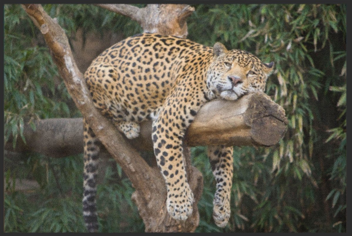 Fussmatte Gepard 6051