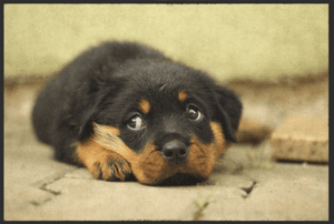 Bild in Slideshow öffnen, Fussmatte Hund 10396 - Fussmatte Individuell
