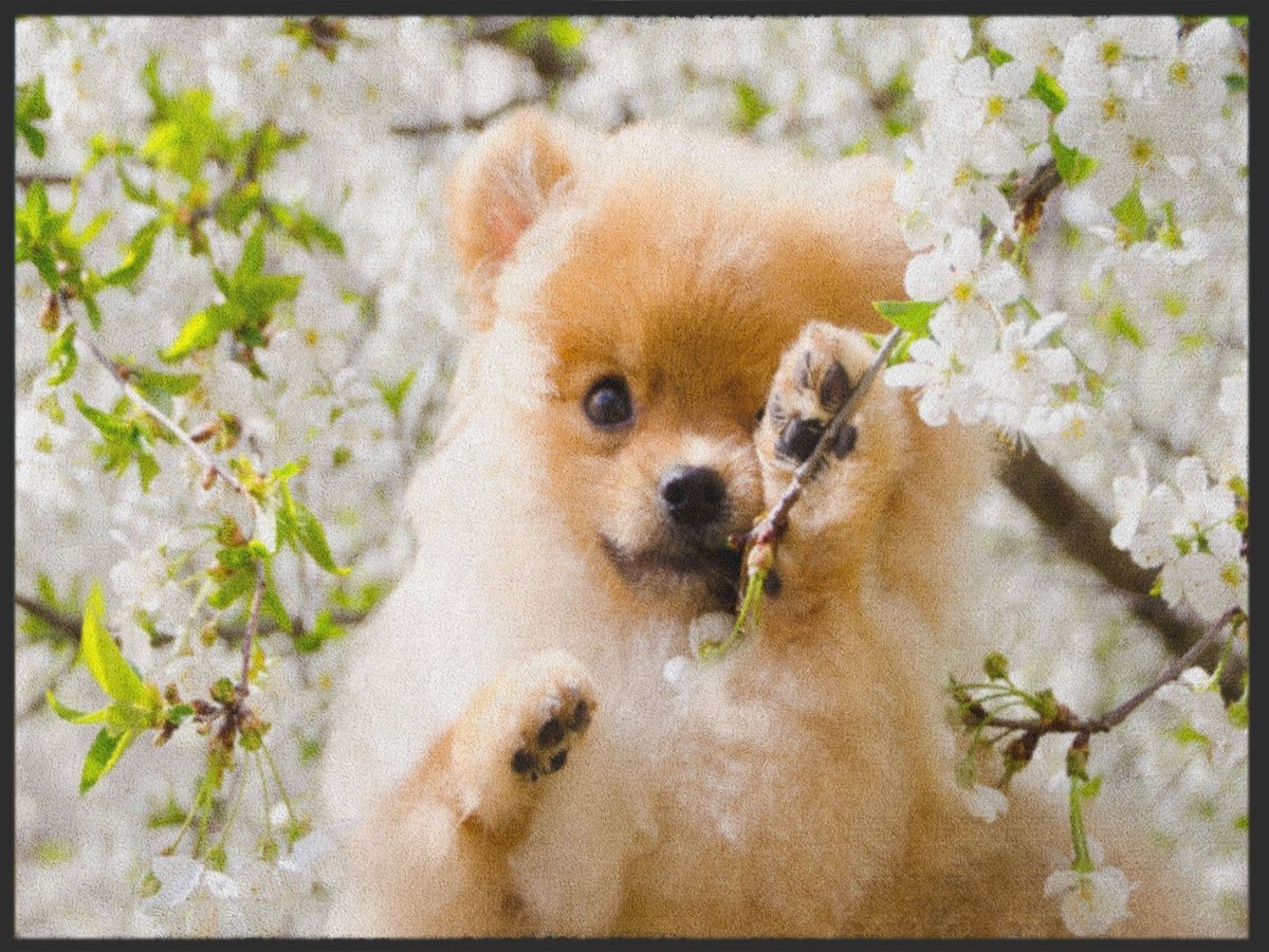 Fussmatte Hund 4961