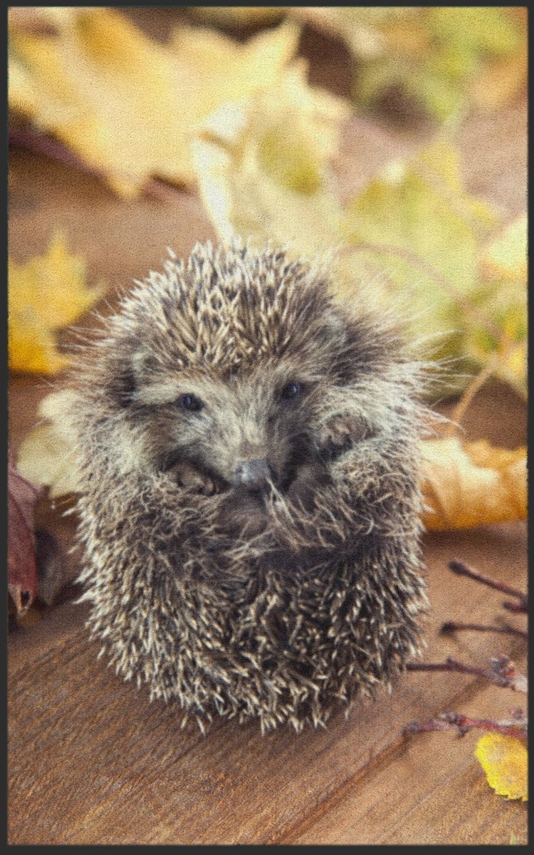 Fussmatte Igel 7084