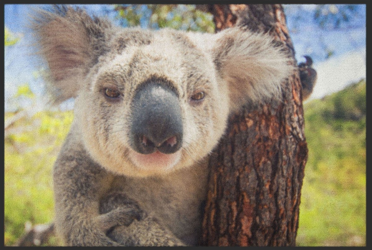 Fussmatte Koala 5085