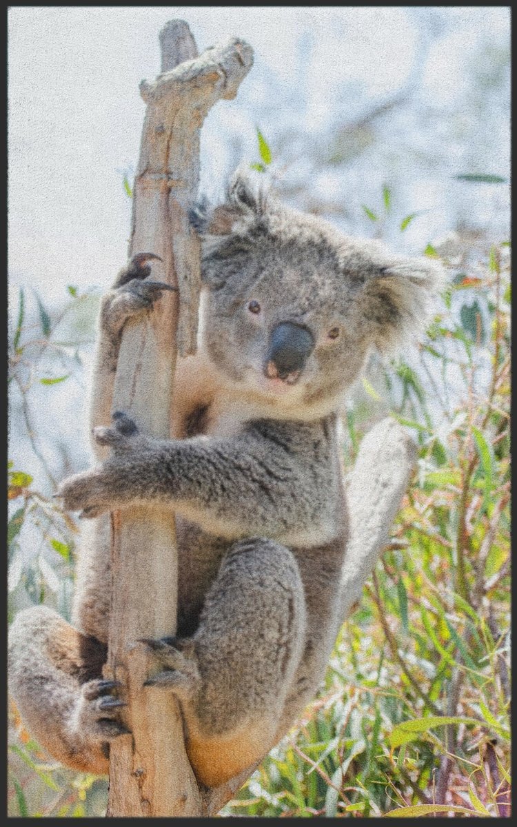 Fussmatte Koala 7596