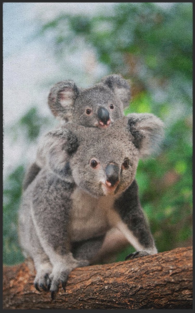 Fussmatte Koala 7629