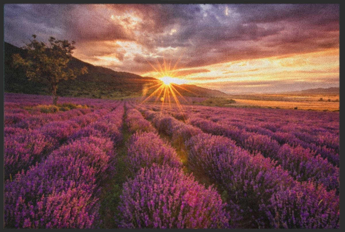 Fussmatte Lavendel 4865