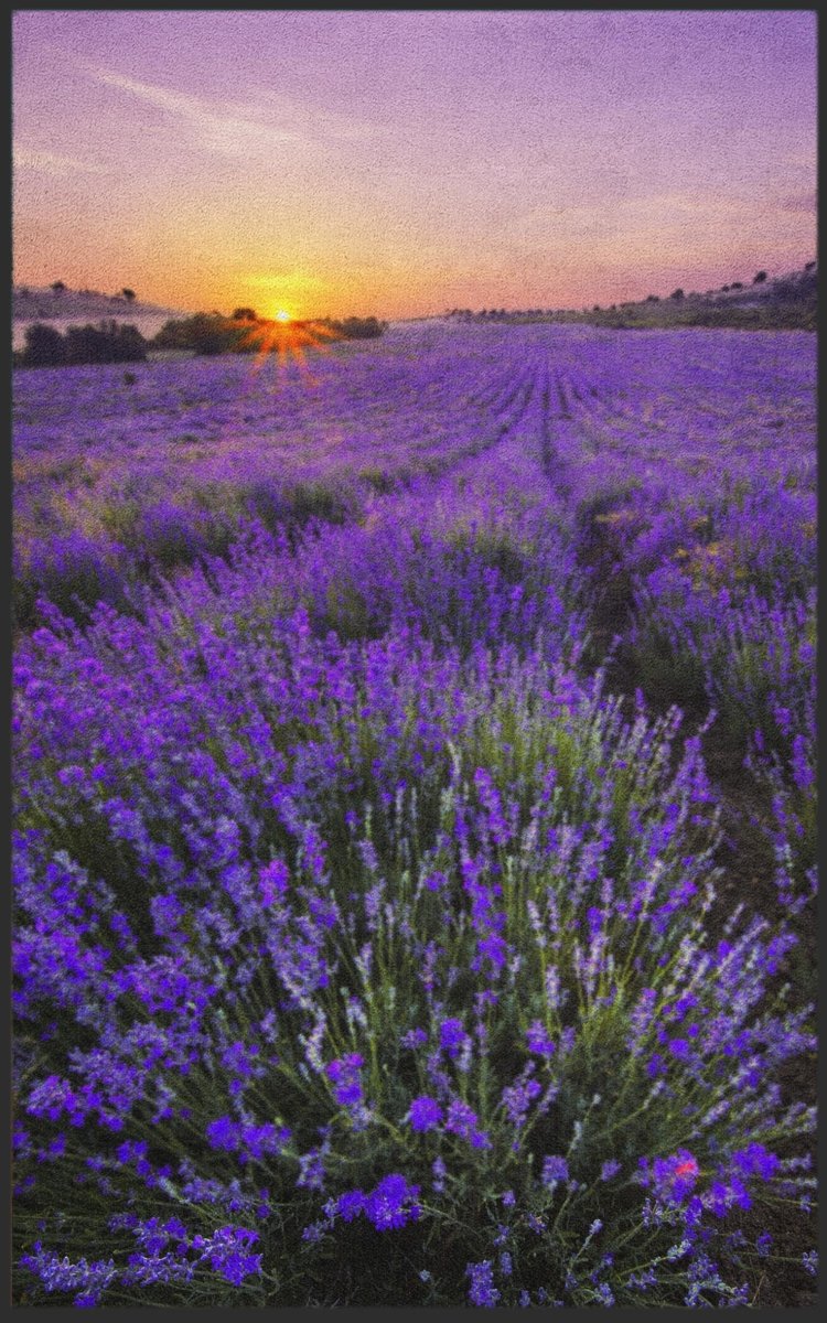 Fussmatte Lavendel 7139