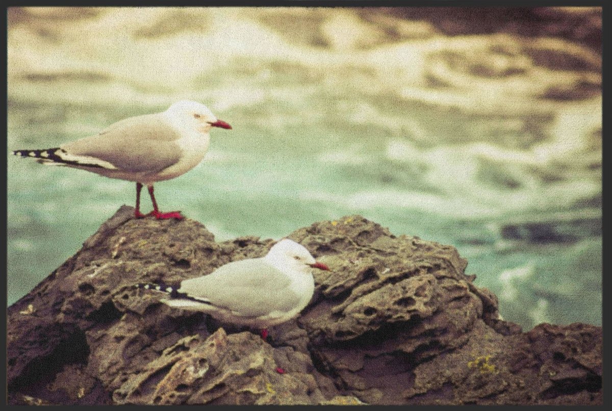 Fussmatte Möwe 6327