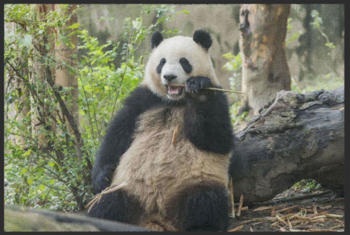 Fussmatte Pandabär 4526