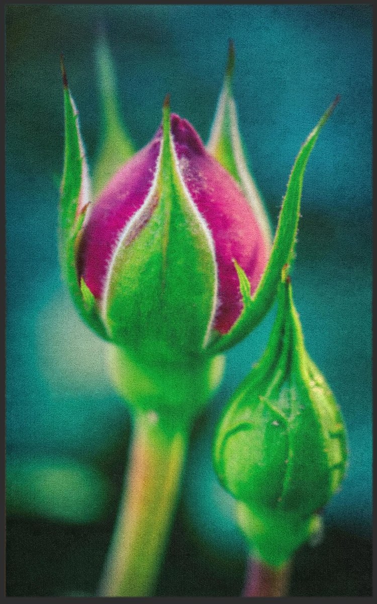Fussmatte Rose 7600