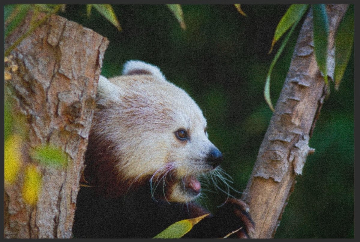 Fussmatte Roter Panda 6260