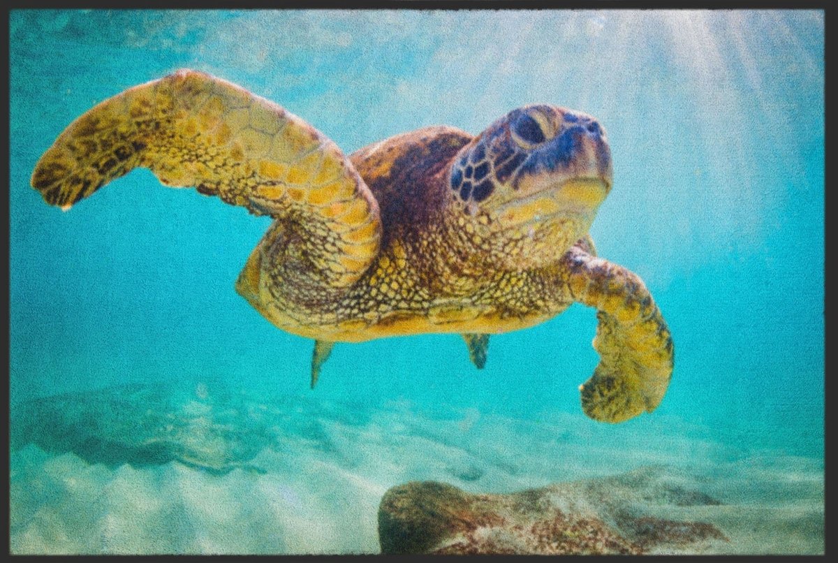 Fussmatte Schildkröte 4520