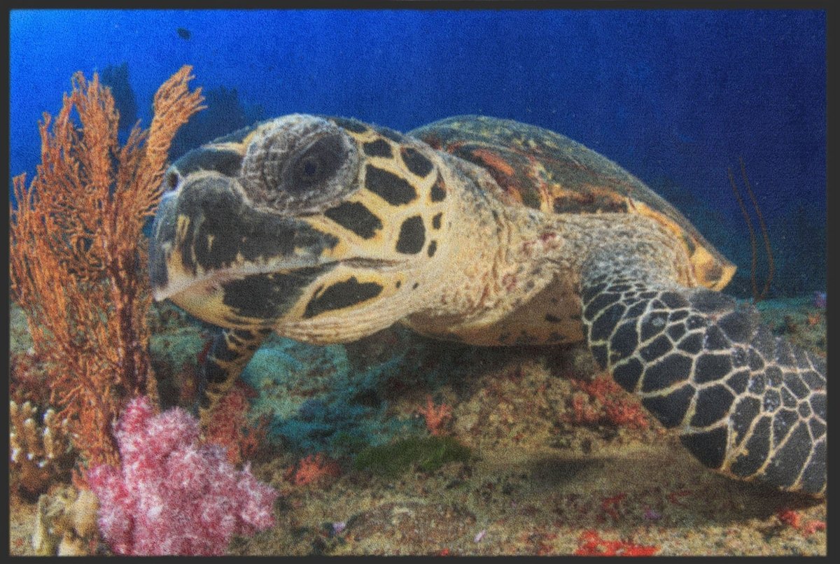 Fussmatte Schildkröte 6325