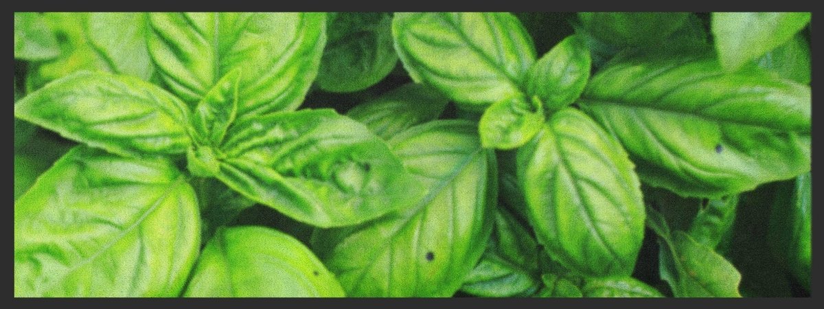 Küchenteppich Basilikum 4415